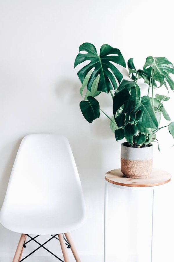 Quels sont les avantages d'utiliser des lombricomposteurs en appartement pour ses plantes ?