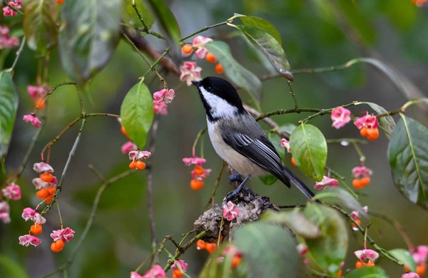 Quelles astuces pour aménager un coin de jardin sauvage en milieu urbain pour attirer les insectes ?